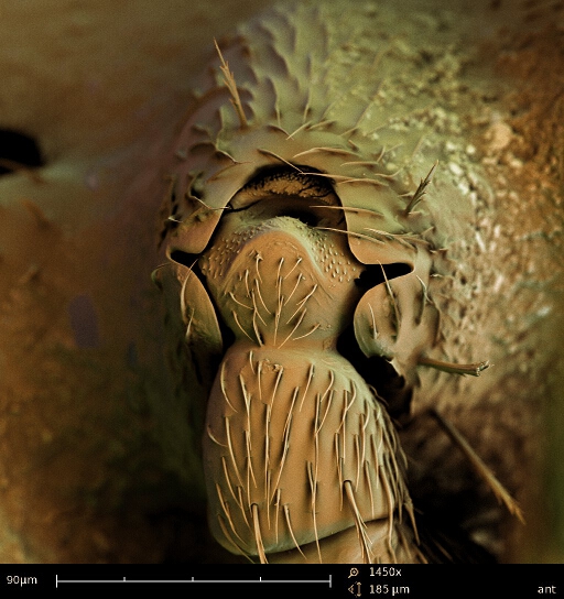 Colorized SEM image of ant leg