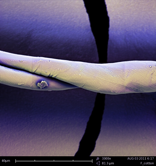 Colorized SEM image of cotton