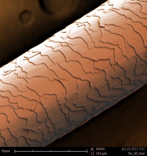 Colorized Scanning Electron Microscope image of hair