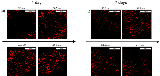 Electrosprayed CDC cell distribution time