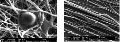 Glioma cells and aligned electrospun PCL fibers