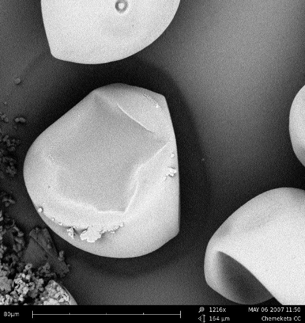 SEM image of corn pollen.