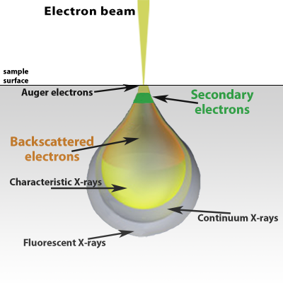 scanning electron microscope block diagram