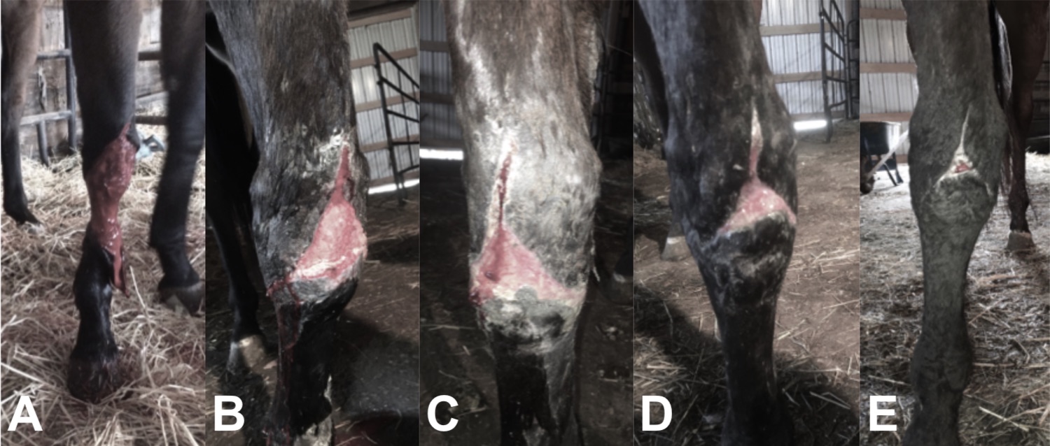 Wound healing process on a horse leg.