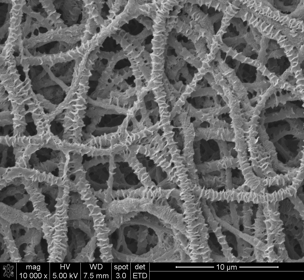 Fibers after scaffold processing