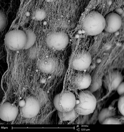 Poly (lactic-co-glycolic acid) nanofibers with beeds using Phenom SEM