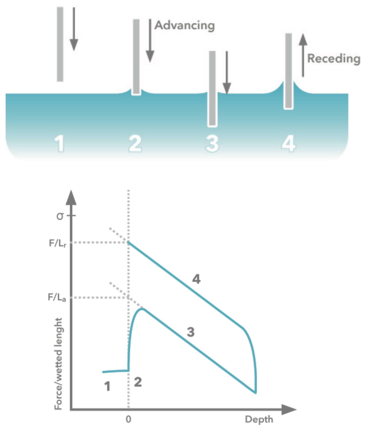Dynamic Contact Angle Measurement using a Wilhelmy Plate