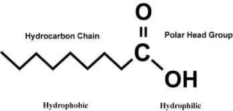 The components of an amphiphile.