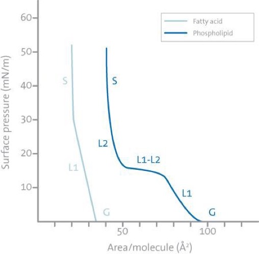 Isotherm of fatty acid.