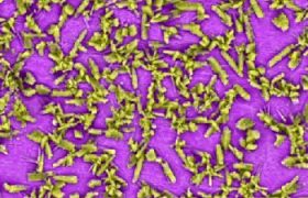 EDS map analysis with color coated element identification of Zn3(PO4)2 conversion coating