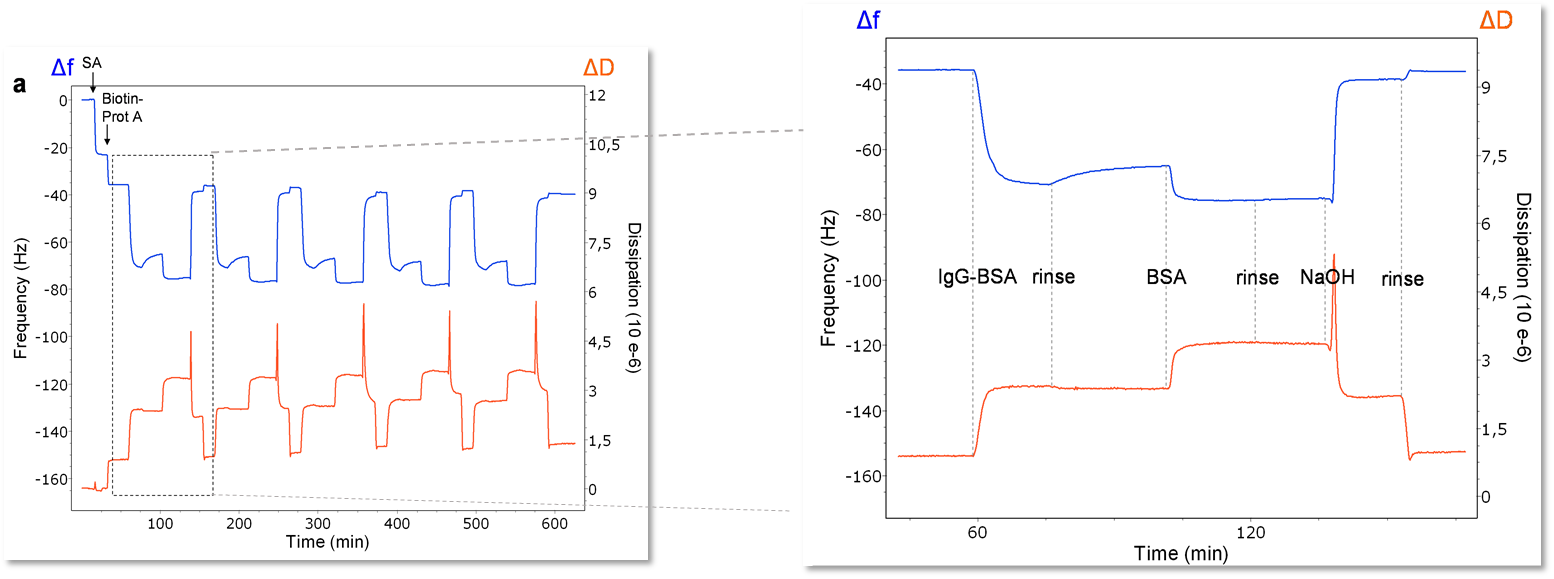 QCM-D Data of frequency and dissipation of virus binding