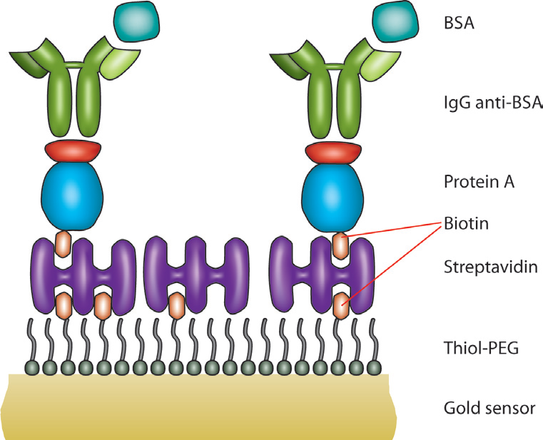 Biotin-streptavidin layer formation