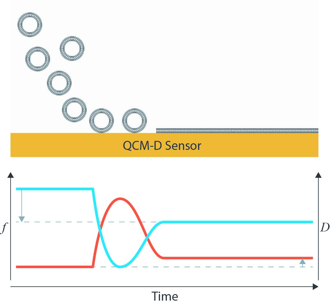 Supported lipid bilayer formation through vesicle adsorption onto a QCM-D