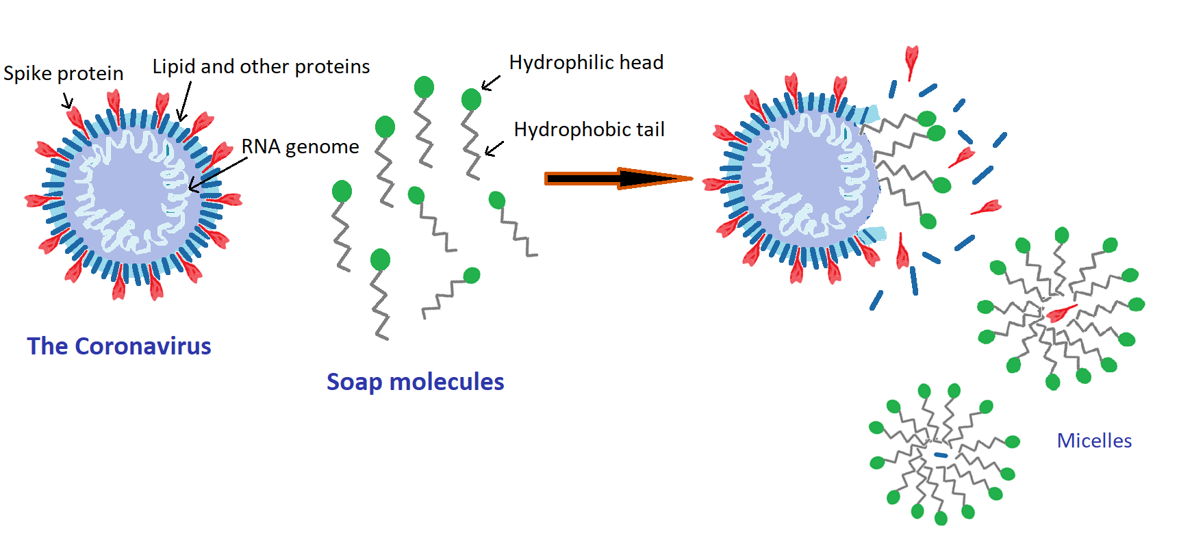 Micelle deativication of virus