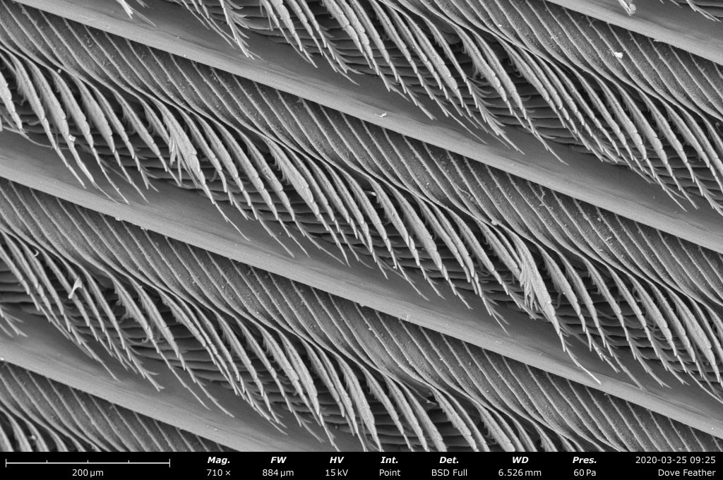 Dove feather imaged on the Phenom desktop SEM