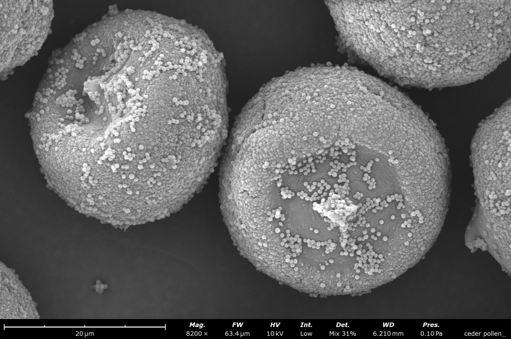Benchtop SEM image of cedar pollen