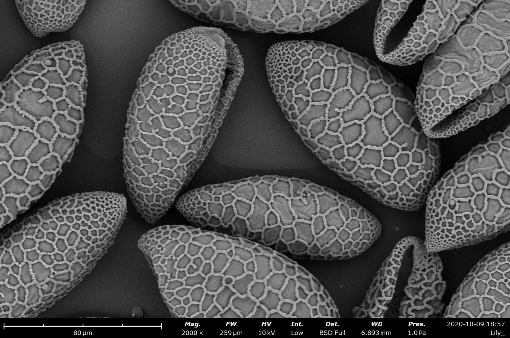 Desktop SEM image of lily pollen
