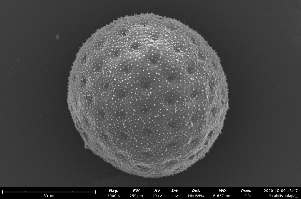 Benchtop SEM image of mirabilis pollen