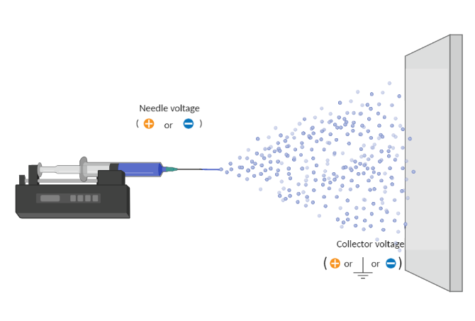 In electrospraying, needles typically carry positive charges which prompt the particles to accumulate on the negatively charged or grounded collector. Polarity can be reversed so that the needle is rather negatively charged instead of the collector, but this is not a frequent practice. Created with BioRender.com.